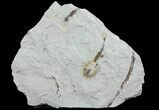 Ediacaran Aged Fossil Worms (Sabellidites) - Estonia #73515-1